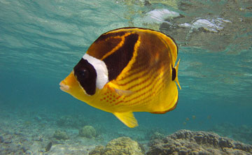 Managing Nemo