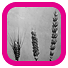 Big Idea 2: Application of Mendel’s laws of inheritance to agricultural breeding