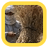 Big Idea 6: High-yielding dwarf wheat varieties. Wheat farmer in Afghanistan using US-funded wheat seed and fertilizer. Courtesy USAID/ASAP