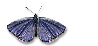 Lucia's blue