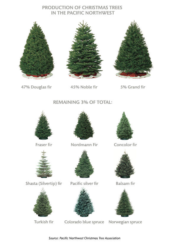 Fake or Real Christmas Trees – Which is More Green ...